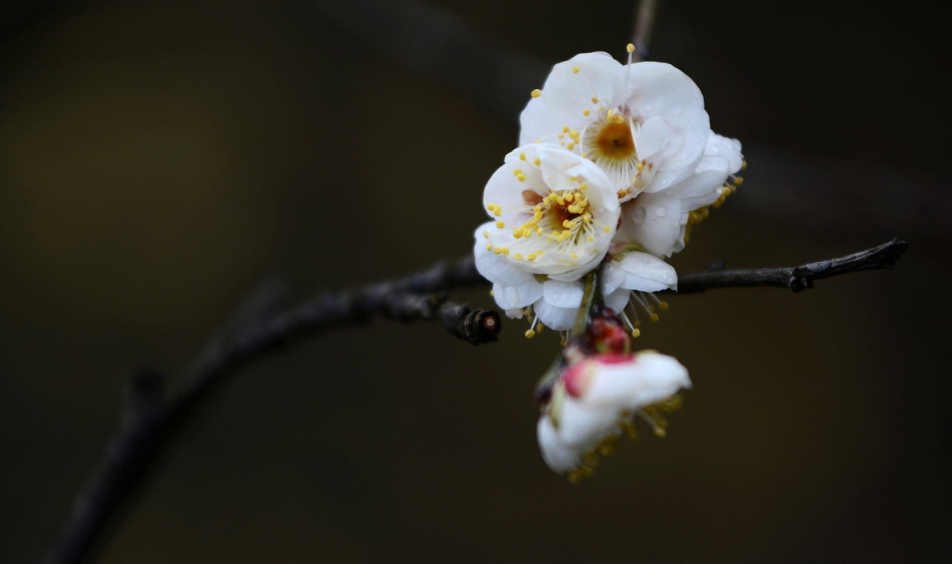 十首梅花诗词,惊艳了整个冬天（十首梅花诗词名句）