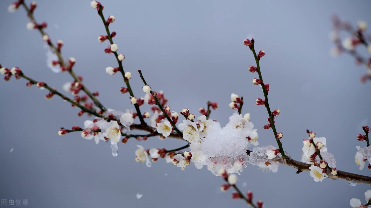 冬天里的雪抒情散文（冬雪的抒情散文）