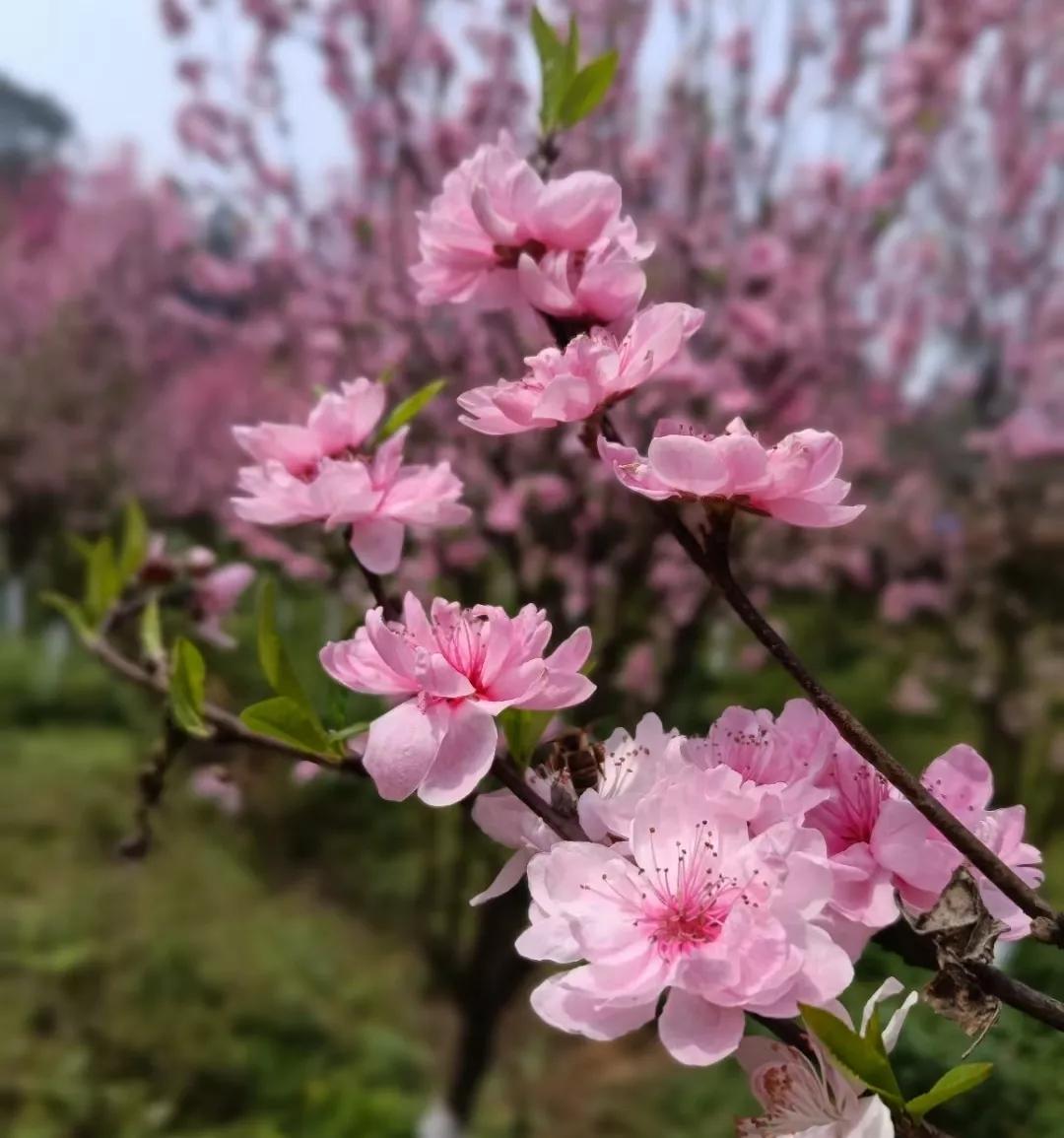 分居两地的夫妻想念（表达夫妻分隔两地想念对方的句子）