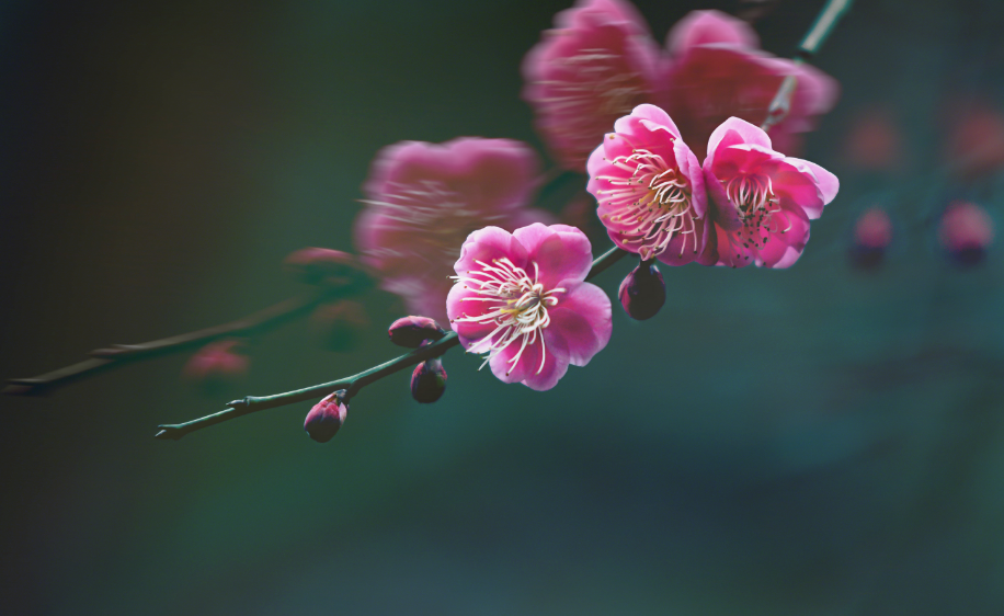 十首梅花诗词,惊艳了整个冬天（十首梅花诗词名句）