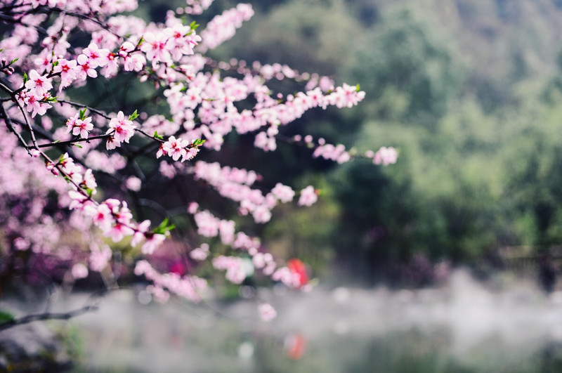 桃花源游记（关于桃花源的游记）