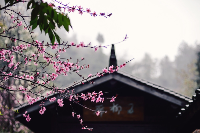 桃花源游记（关于桃花源的游记）