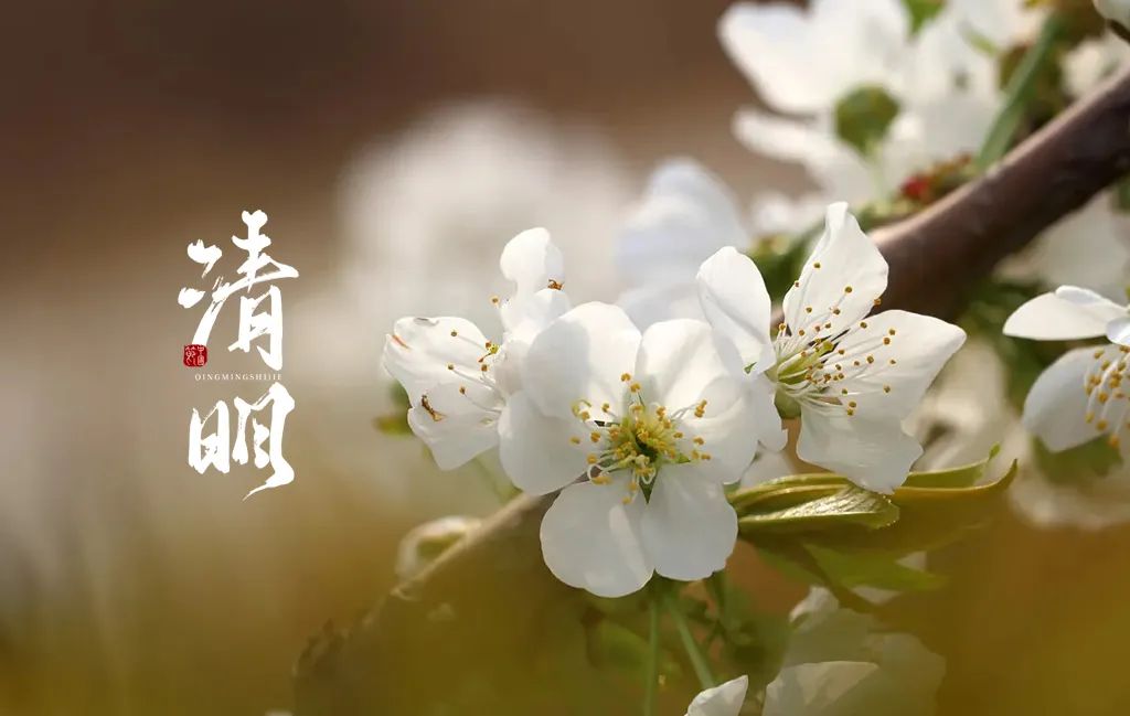 清明古诗梨花风起正清明（梨花 清明 诗词）