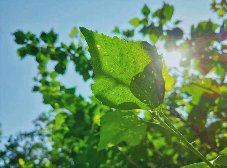 不虚度光阴不辜负年华的诗句（关于不虚度光阴的诗句）