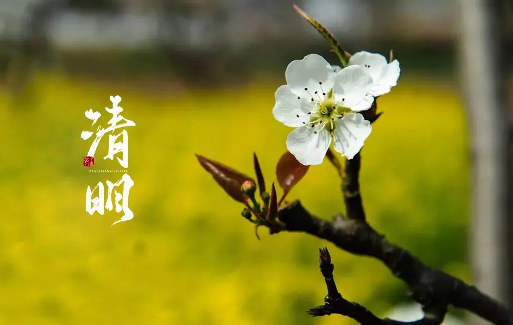 清明古诗梨花风起正清明（梨花 清明 诗词）