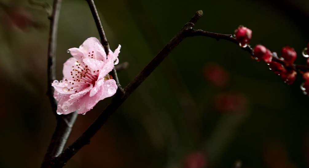 十首梅花诗词,惊艳了整个冬天（十首梅花诗词名句）