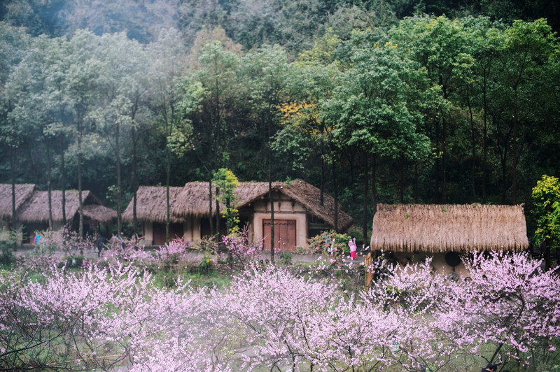 桃花源游记（关于桃花源的游记）