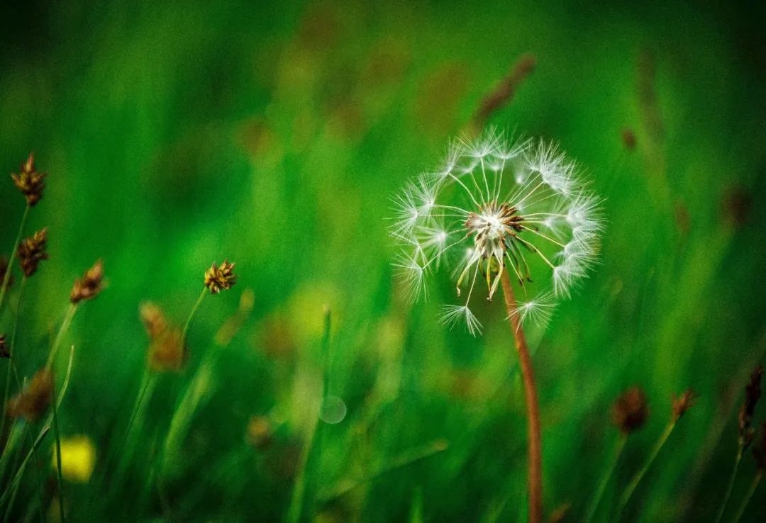 杨万里的关于荷花的诗（杨万里经典诗词十首）