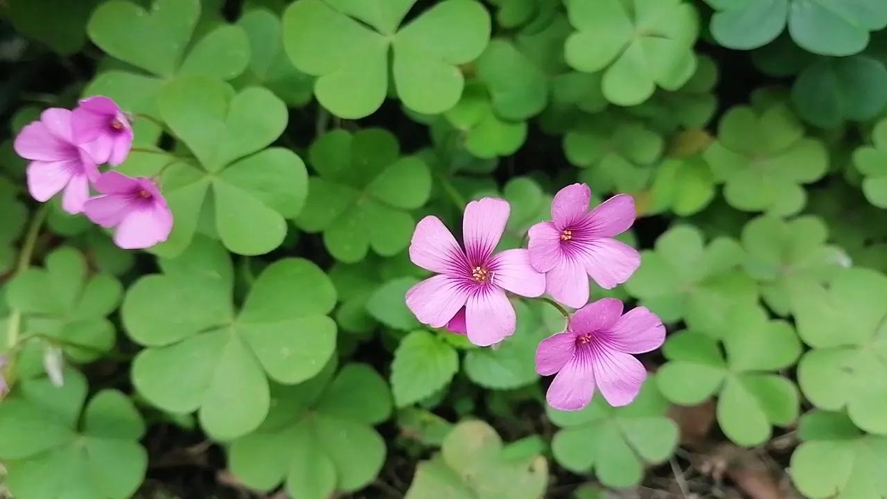 17首古诗词,小众又唯美的诗词（小众唯美的古诗词）