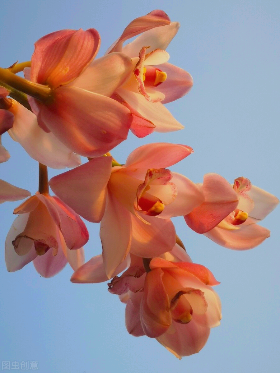 一花一世界，人生一束花，笑看百花开，姹紫嫣红醉，心情最美好