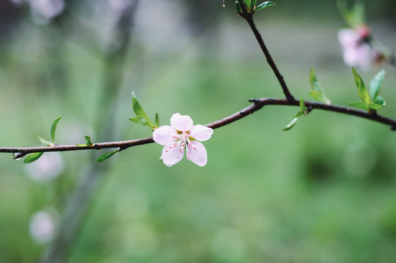 桃花源游记（关于桃花源的游记）