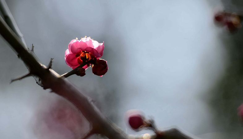 十首梅花诗词,惊艳了整个冬天（十首梅花诗词名句）