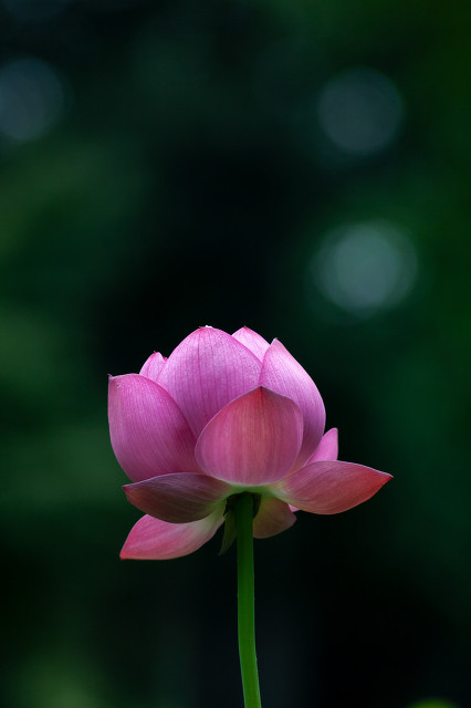 杨万里的诗小池赏析（杨万里《小池》的诗意）