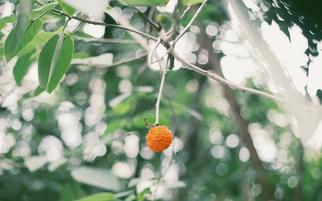 唯美的爱情古诗词（6首唯美爱情古诗词鉴赏）