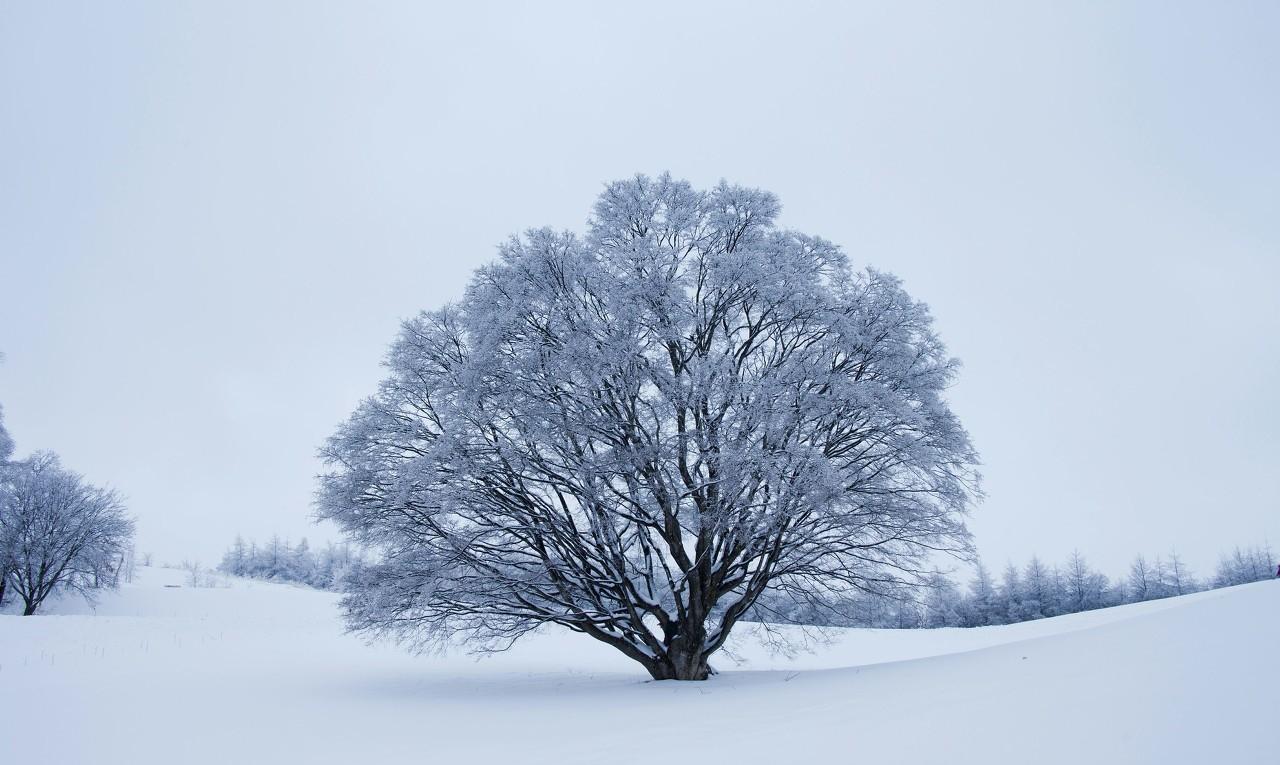 逢雪宿芙蓉山主人的解析（《逢雪宿芙蓉山主人》的意思是什么?）