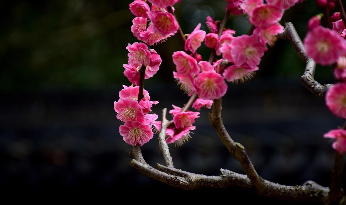 梅花迎春的诗（梅花迎新春的诗句）