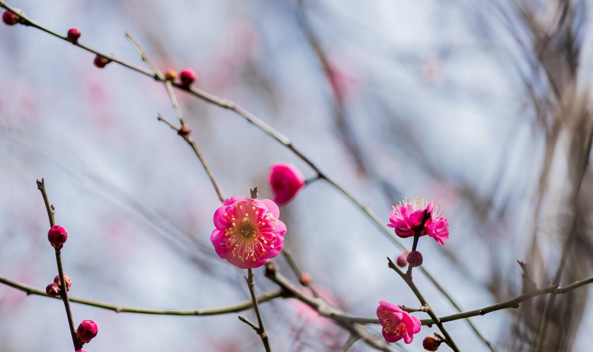 梅花迎春的诗（梅花迎新春的诗句）