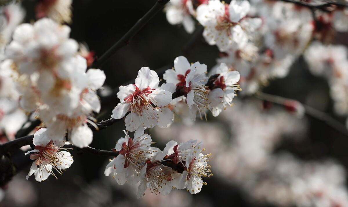 梅花迎春的诗（梅花迎新春的诗句）