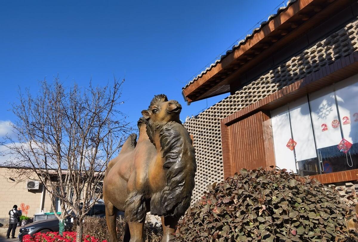 骆驼祥子读后感和读书笔记（《骆驼祥子》读书笔记阅读感想）