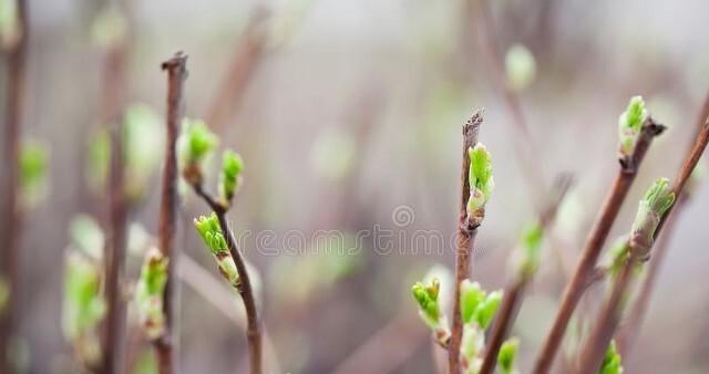 立春节气古诗大全（描写立春节气的诗词摘抄）