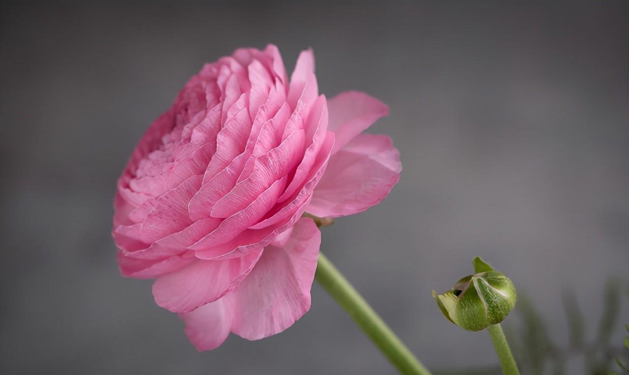 洋牡丹的花语和象征（洋牡丹的花语和象征意义）