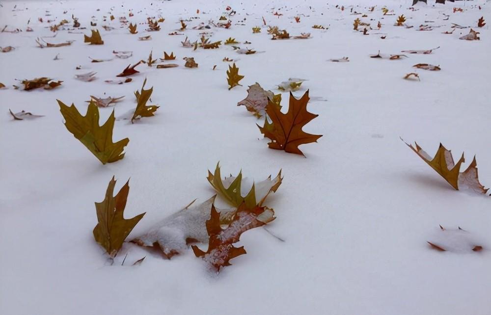 罗隐的一首《雪》，不提一个雪字，却细腻逼真