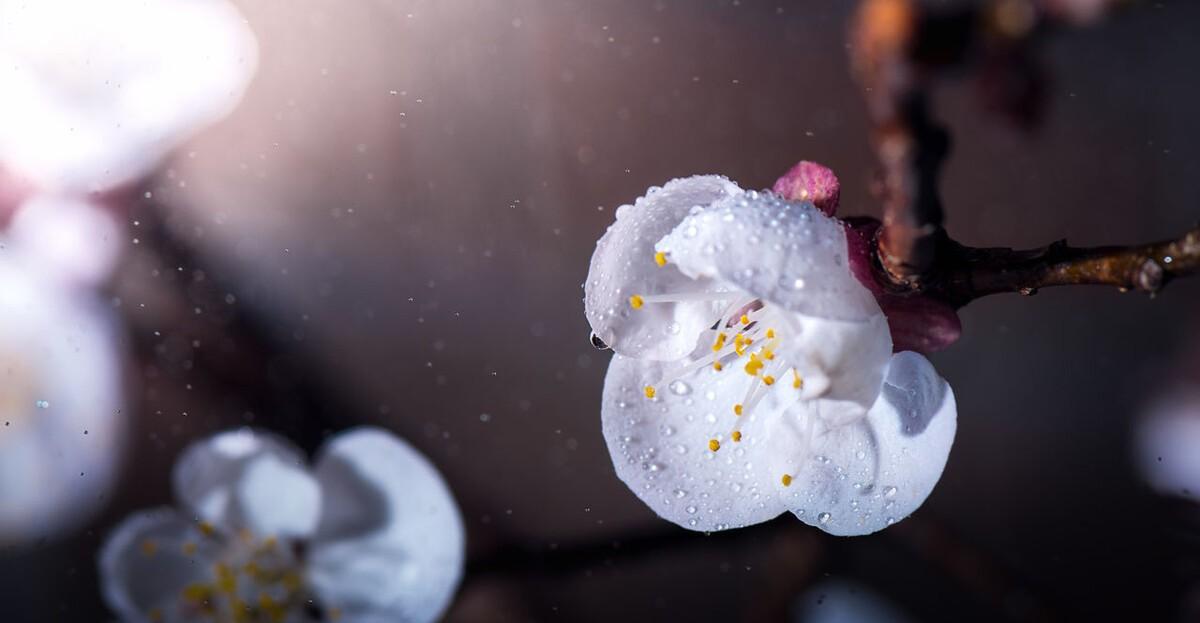 春季的江南烟雨的唯美诗词（描写春天烟雨的诗）