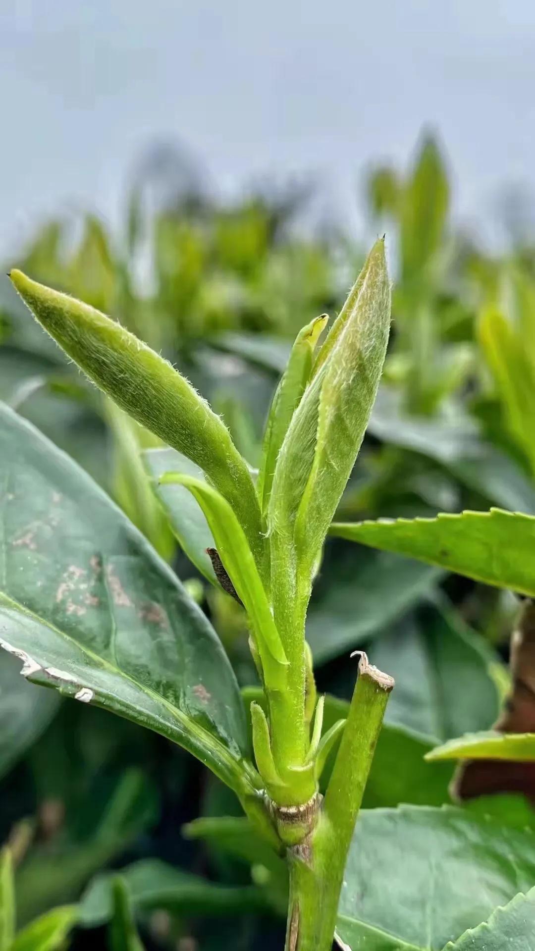 茶言 茶语适合发朋友圈的文案短句（关于茶的文案发朋友圈）