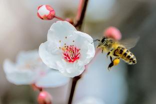 勤劳可爱的小蜜蜂诗歌（关于勤劳小蜜蜂的诗）