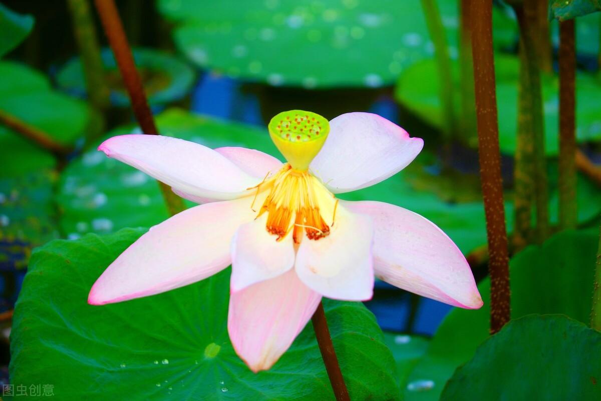 十二个月时令花的诗（十二个月时令花的诗（十二个月的花对应诗句））