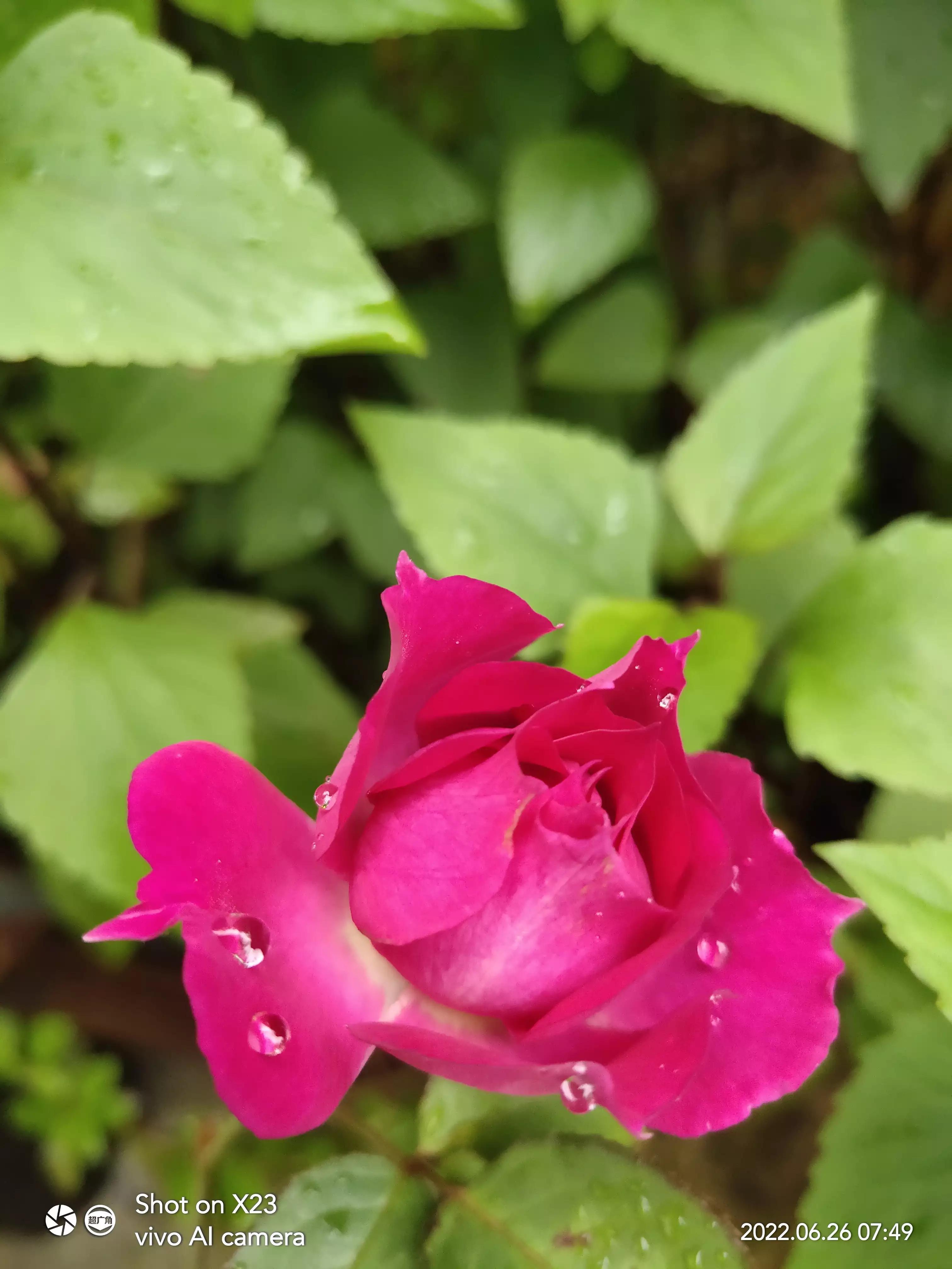 清晨，花儿们勃勃生机