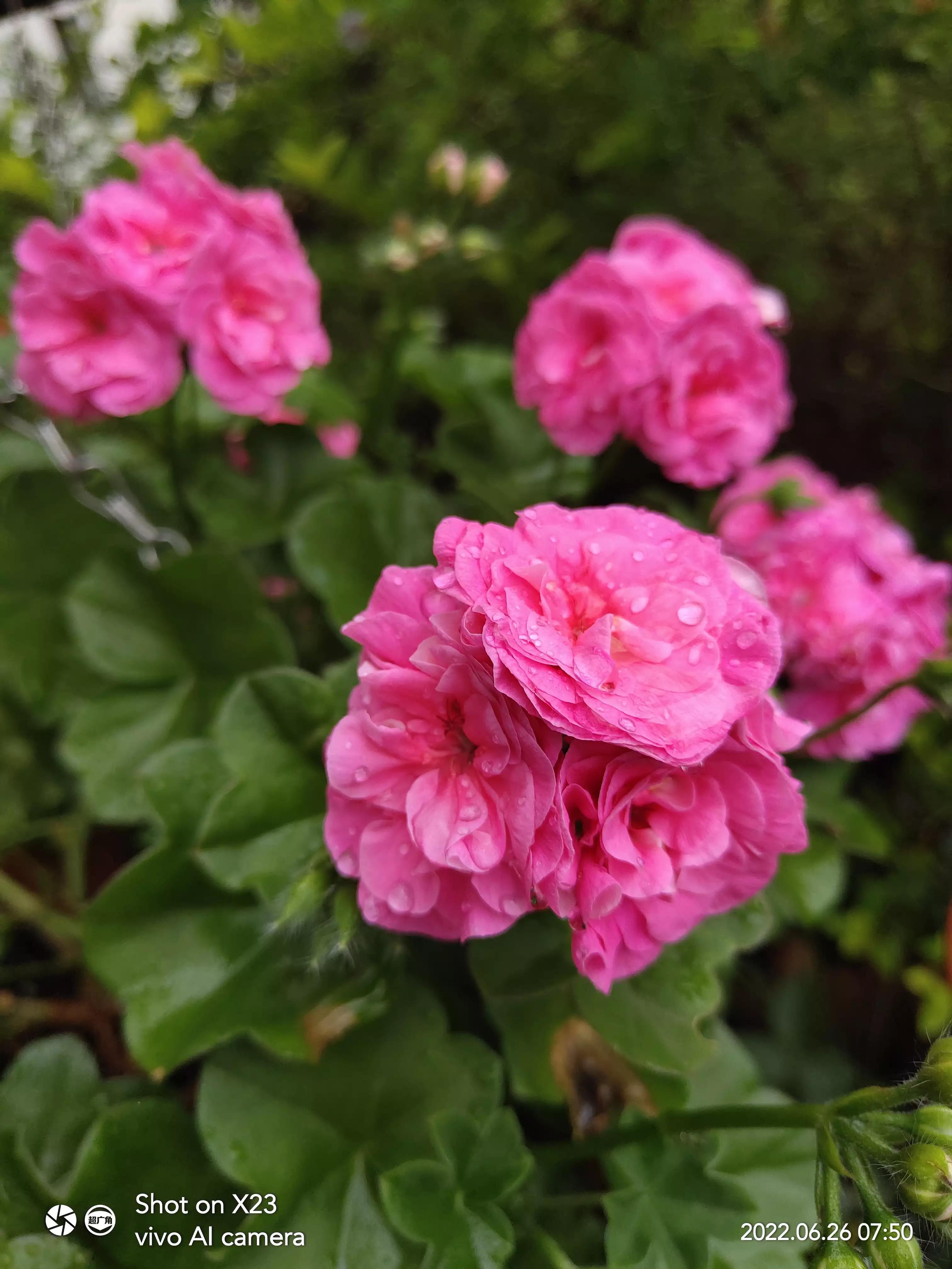 清晨，花儿们勃勃生机