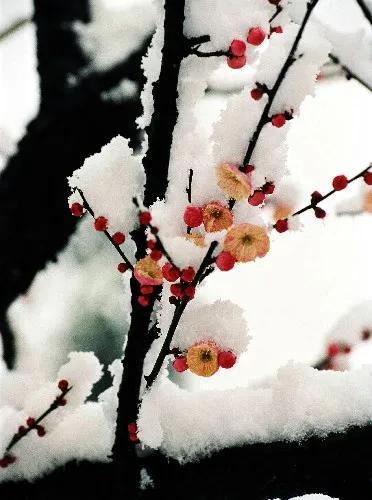 梅花介绍特点（梅花名列花中四君子之一）