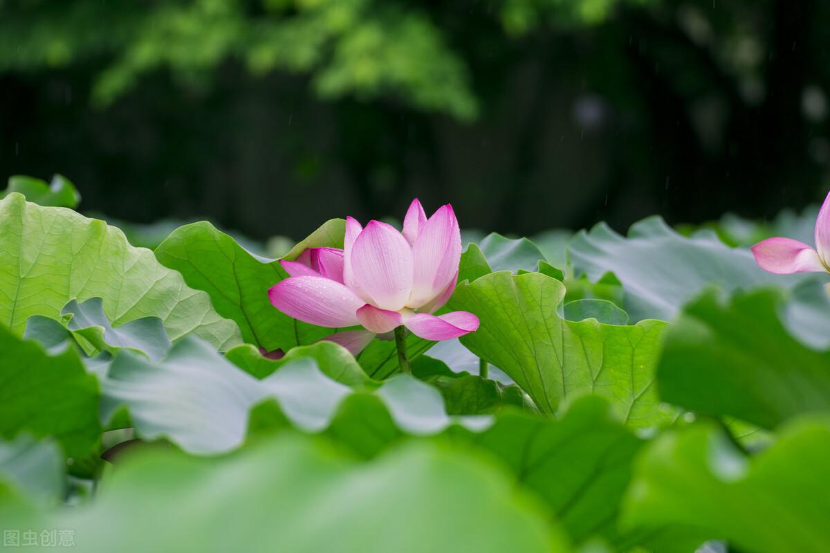 红尘紫陌，心若花开，总有一场遇见，带着久别重逢的暖