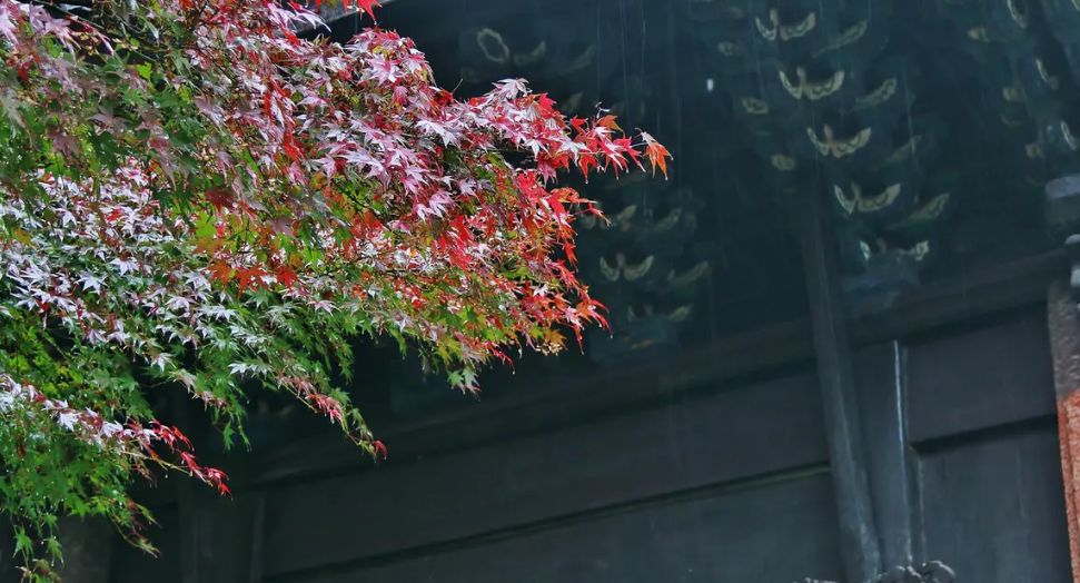 初秋的雨的唯美诗句（美到令人心醉的秋雨古诗）