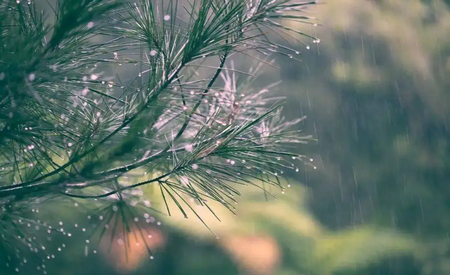 初秋的雨的唯美诗句（美到令人心醉的秋雨古诗）