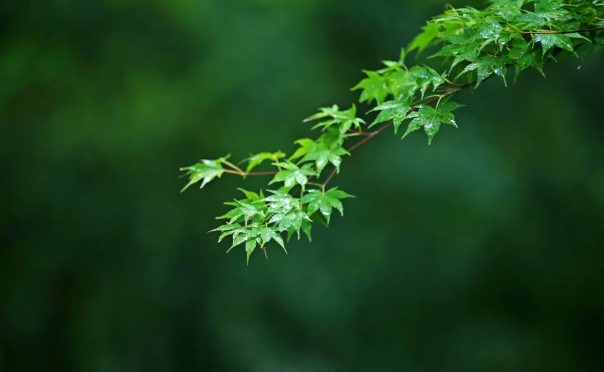 初秋的雨的唯美诗句（美到令人心醉的秋雨古诗）