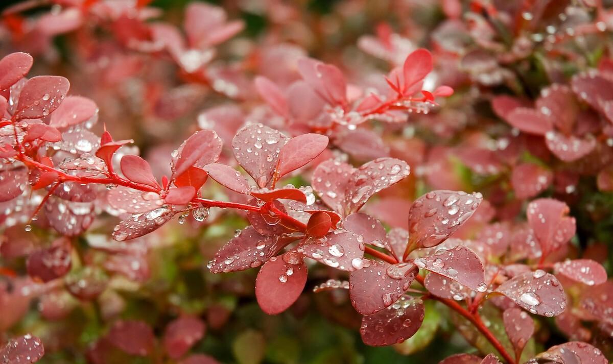 秋季听雨的诗句（早秋的雨古诗词）