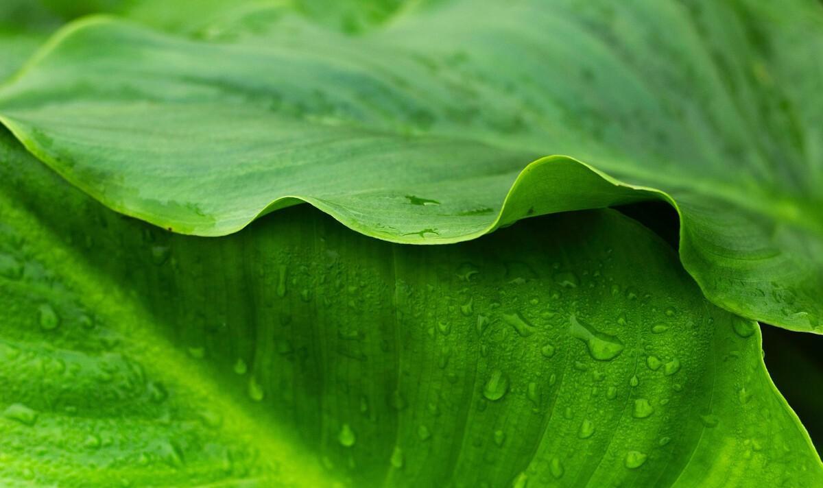 秋季听雨的诗句（早秋的雨古诗词）