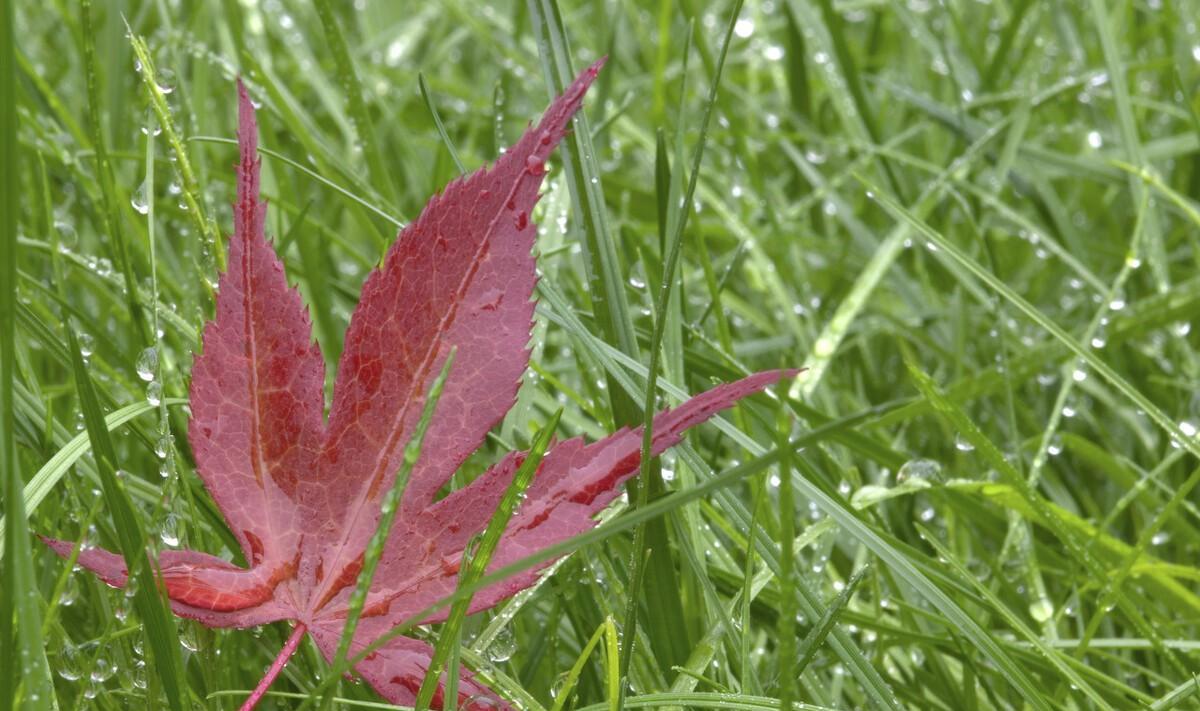 秋季听雨的诗句（早秋的雨古诗词）