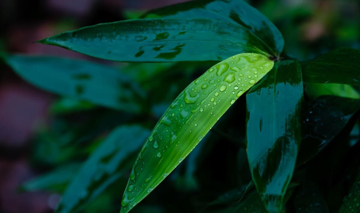 秋季听雨的诗句（早秋的雨古诗词）