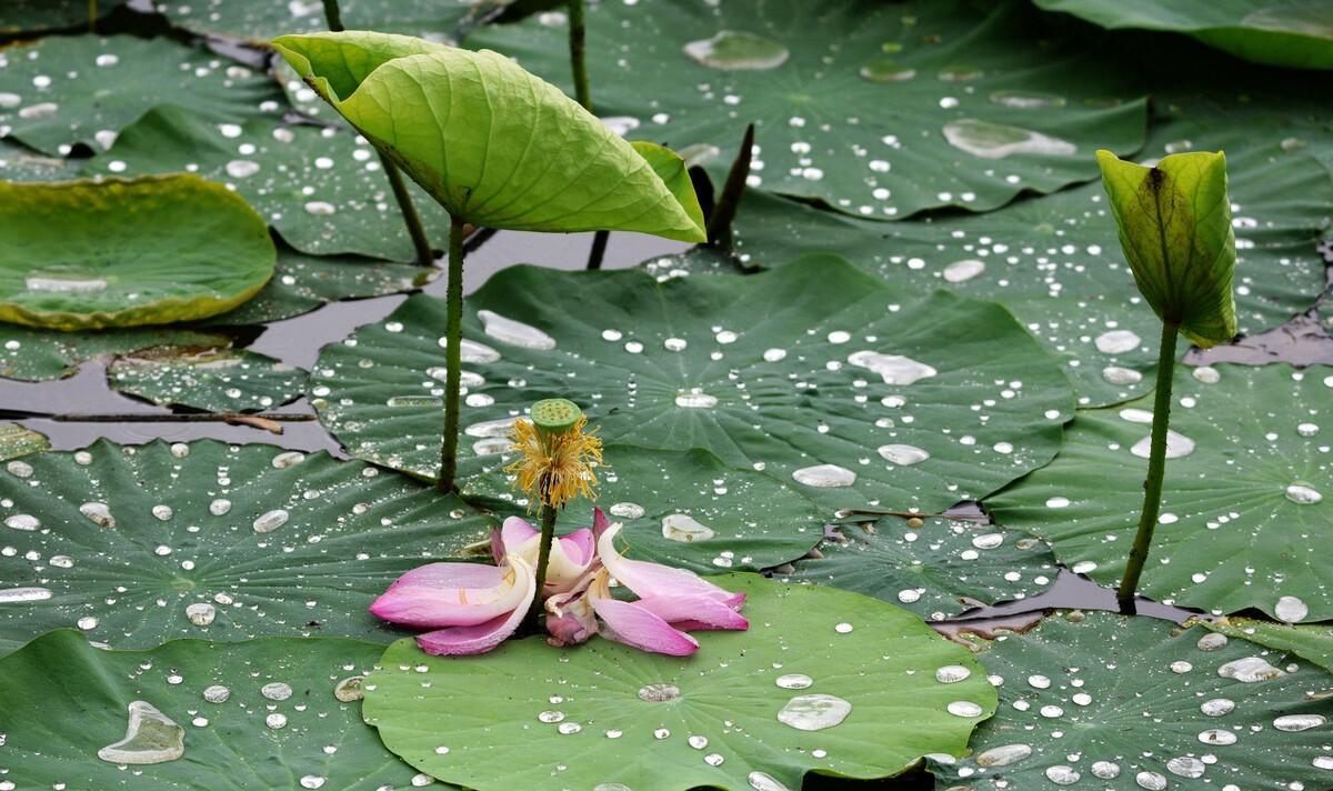 秋季听雨的诗句（早秋的雨古诗词）