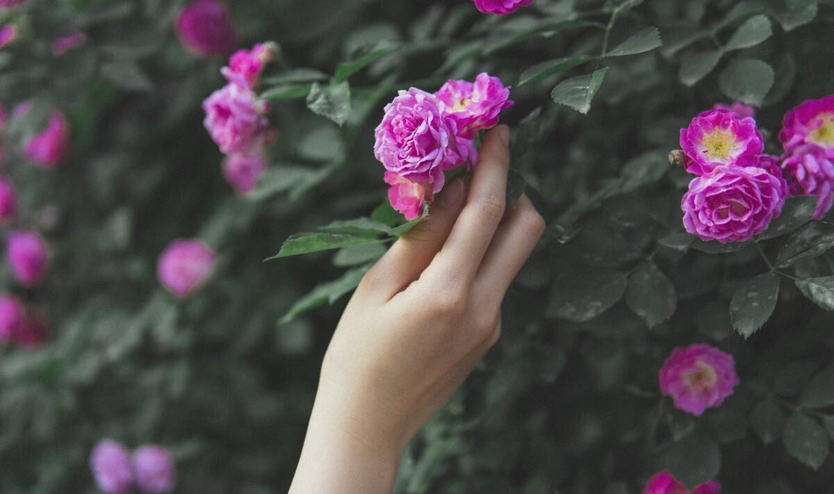 晚春清丽蔷薇美词五首赏析：蔷薇折，一怀秀影花和月