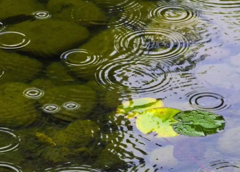 初秋的雨的唯美诗句（美到令人心醉的秋雨古诗）