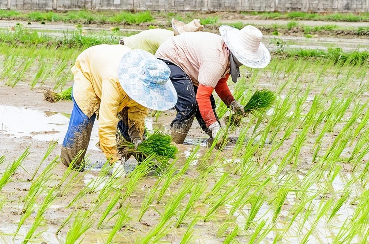 十二首插秧诗词，反映农村方方面面，既有劳动美好，又有生活艰辛