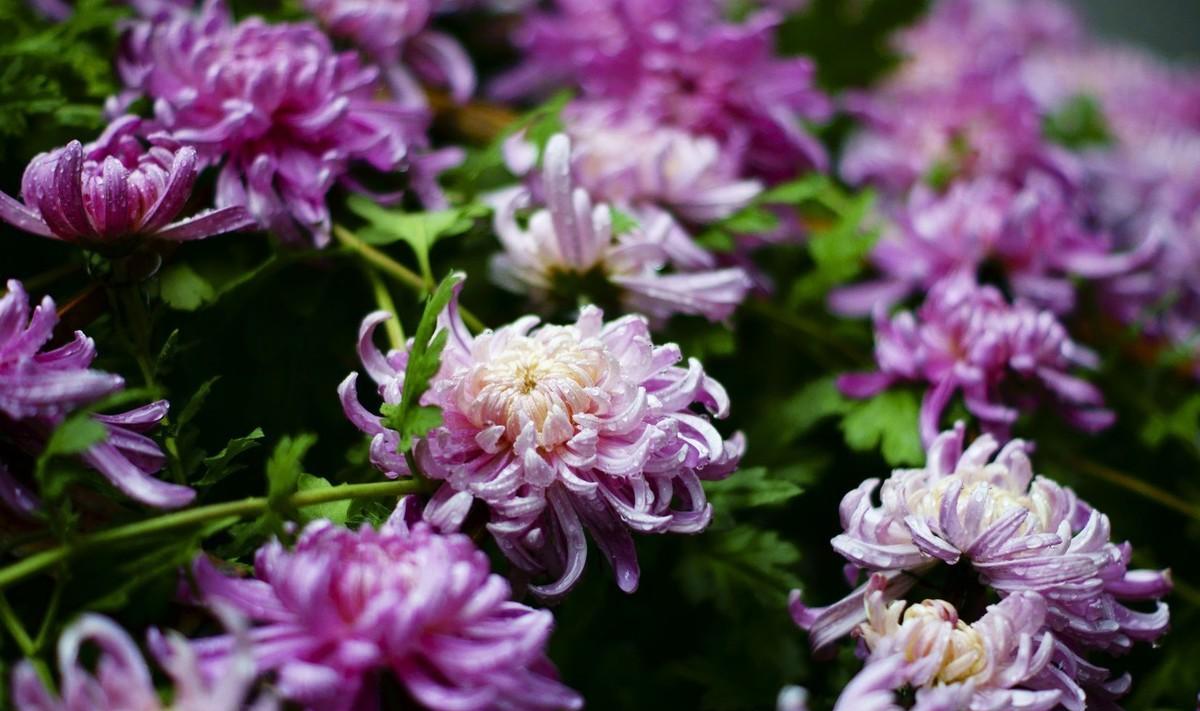 唐元稹《菊花》诗意（唐元稹《菊花》赏析）