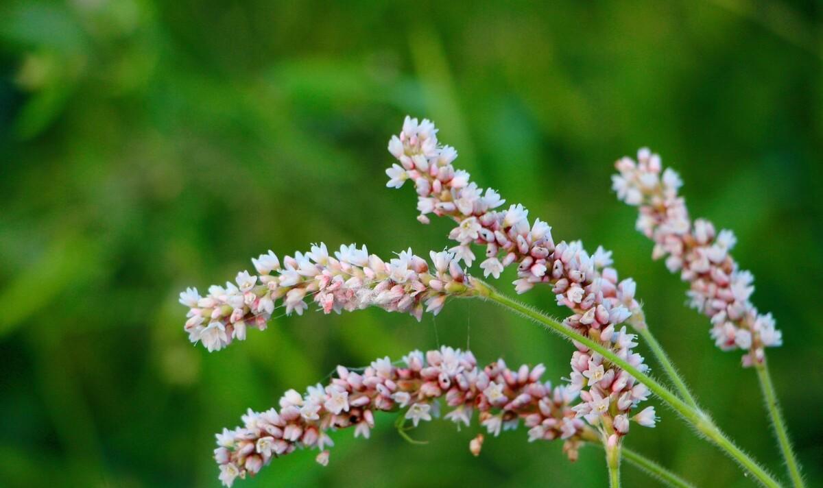 秋诗丽句：芦叶萧萧两岸合，蓼花细细一川红