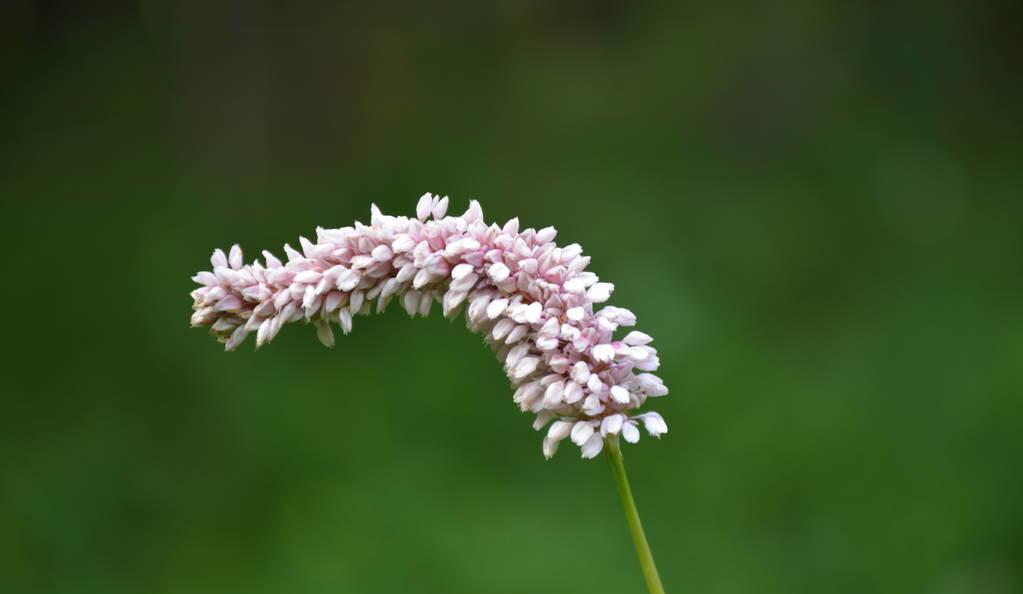 秋诗丽句：芦叶萧萧两岸合，蓼花细细一川红