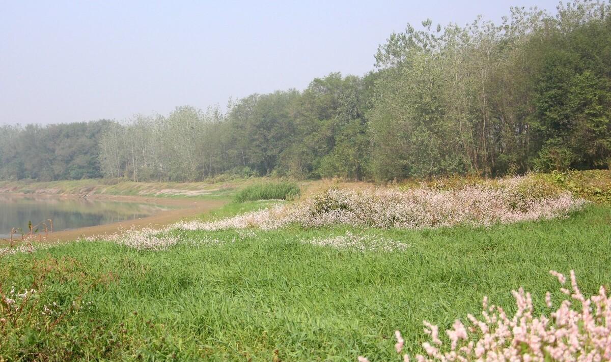 秋诗丽句：芦叶萧萧两岸合，蓼花细细一川红