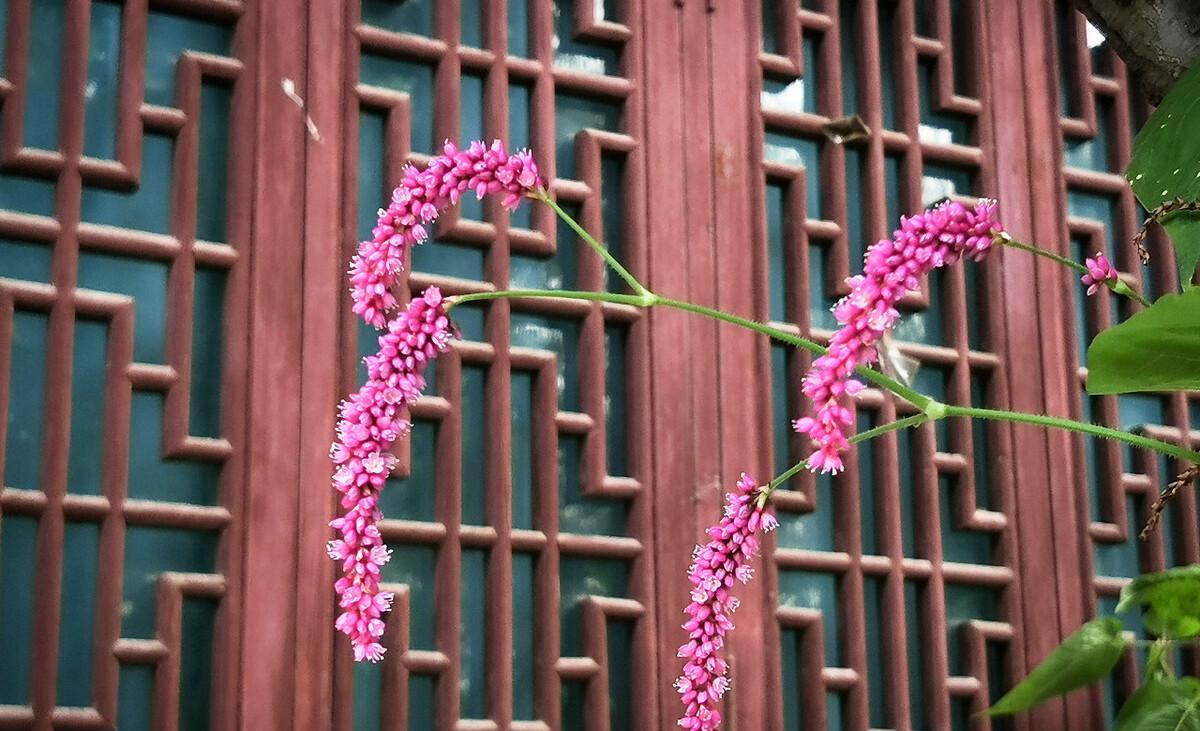 秋诗丽句：芦叶萧萧两岸合，蓼花细细一川红